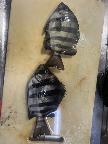 サンバソウの釣果