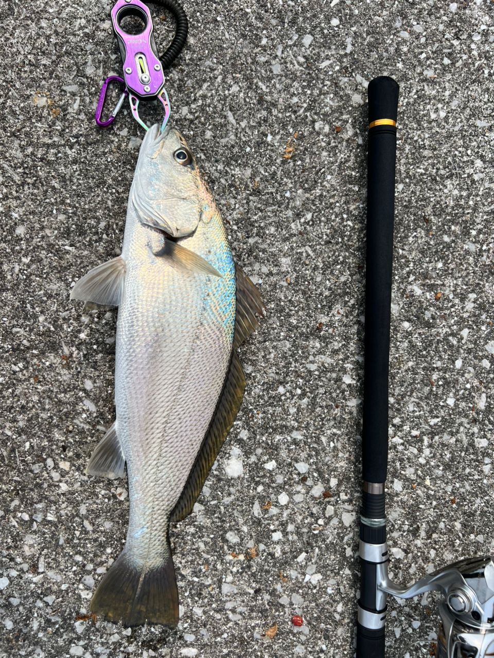 MajorCraft 「三代目」クロステージ サーフ CRX-1002surfの最安値