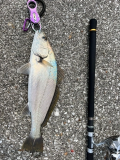 オオニベの釣果