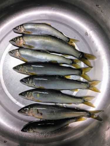 アユの釣果
