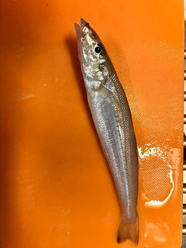 キスの釣果
