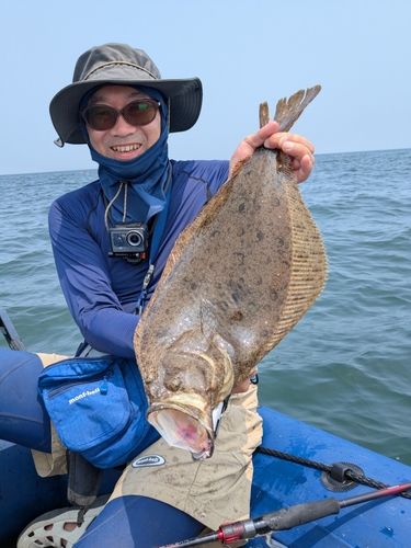 ヒラメの釣果