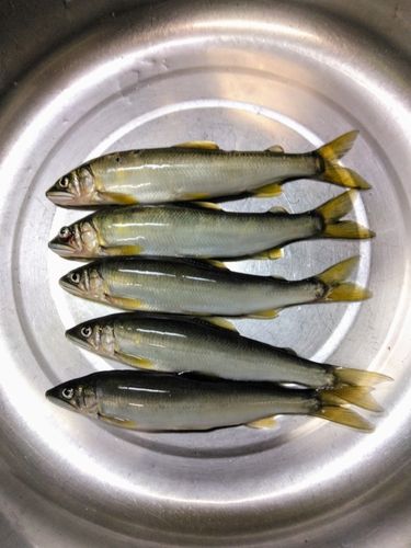 アユの釣果