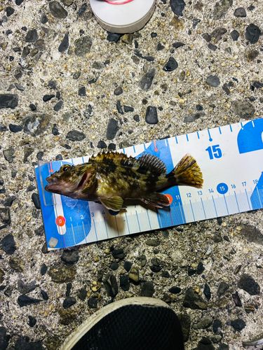 カサゴの釣果