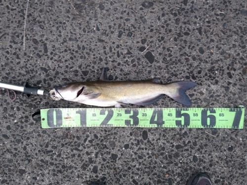 アメリカナマズの釣果