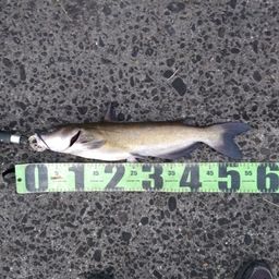 アメリカナマズ