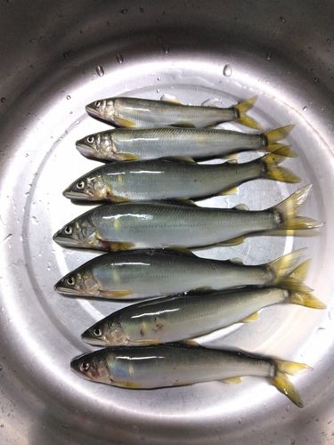 アユの釣果