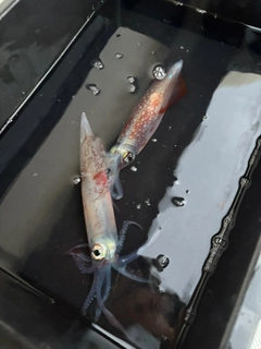 ヤリイカの釣果