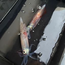 ヤリイカ