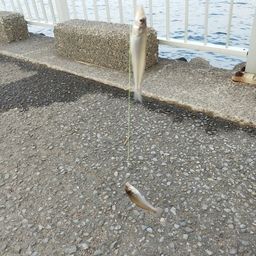 シロギス