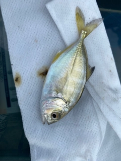 ギンガメアジの釣果