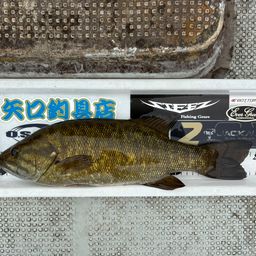 スモールマウスバス