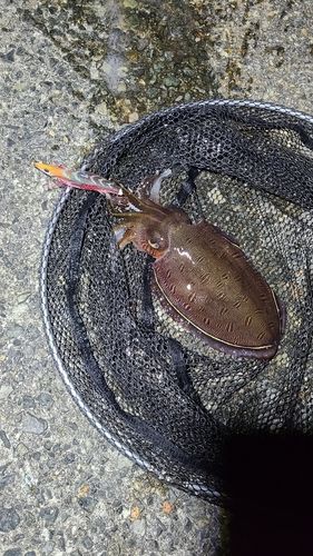 モンゴウイカの釣果