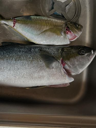 ワラサの釣果