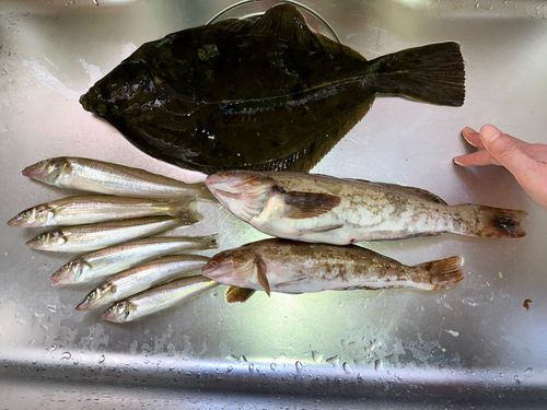 キスの釣果