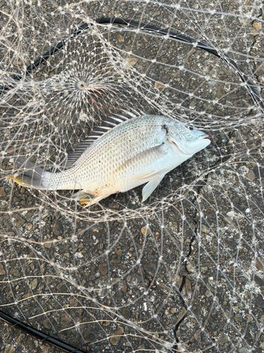 キビレの釣果