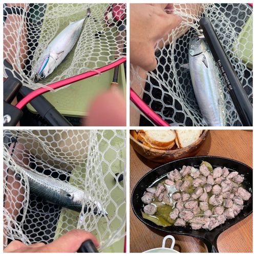ソウダガツオの釣果