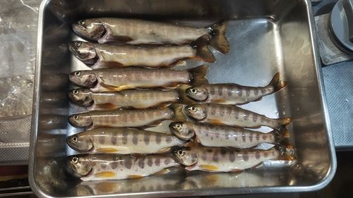 アマゴの釣果
