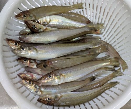 シロギスの釣果