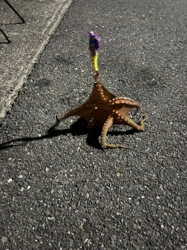 タコの釣果