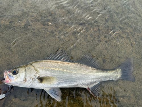 スズキの釣果