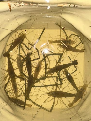 テナガエビの釣果