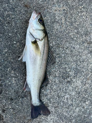 スズキの釣果