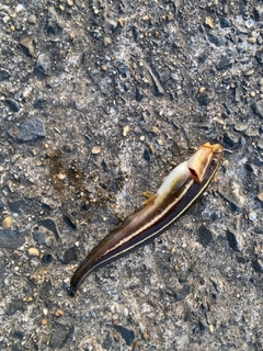 ゴンズイの釣果
