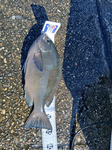 グレの釣果