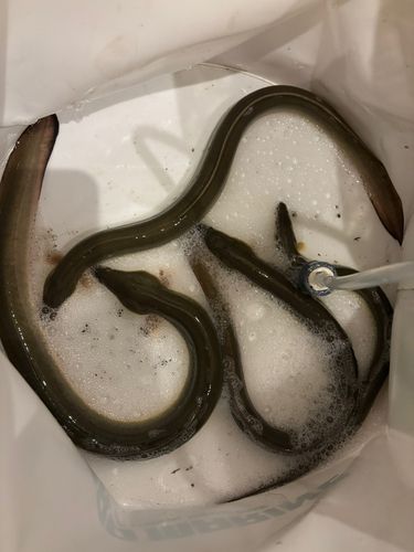 ウナギの釣果