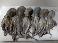 マダコの釣果