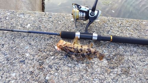 タケノコメバルの釣果