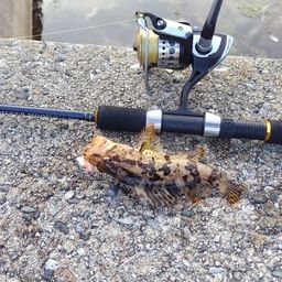 タケノコメバル