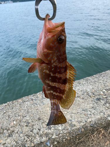 キジハタの釣果