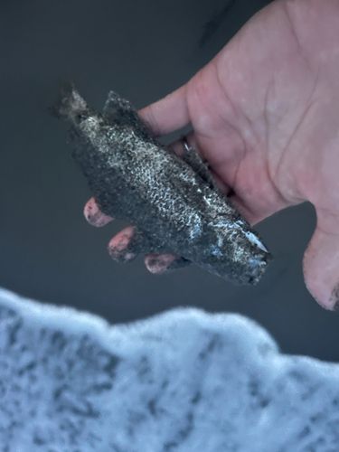 イシモチの釣果