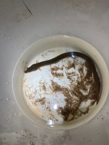 ウナギの釣果