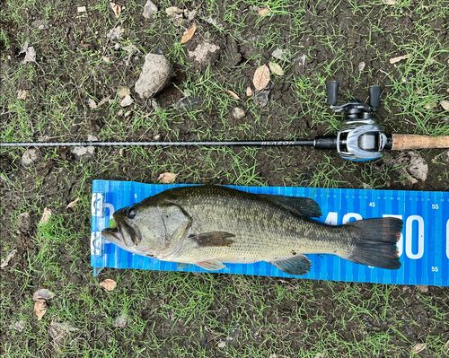 ブラックバスの釣果
