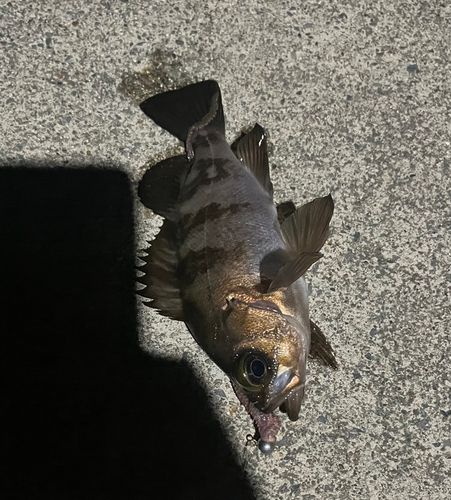 シロメバルの釣果