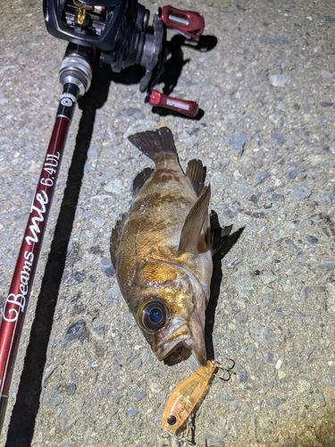 メバルの釣果