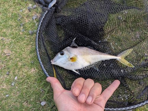 ギマの釣果