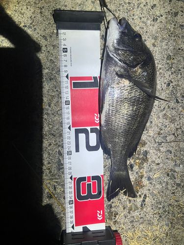 クロダイの釣果