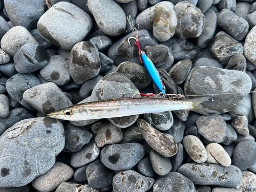 カマスの釣果