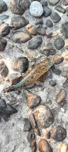 アナハゼの釣果