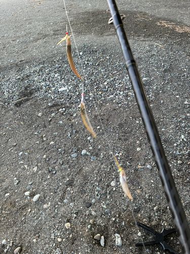 アカカマスの釣果