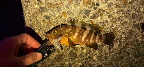 アコウの釣果