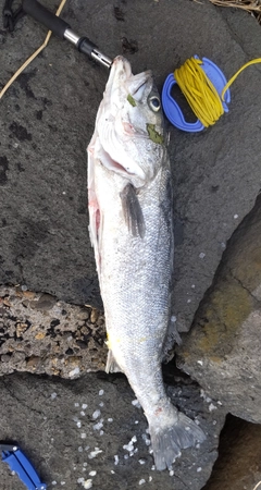 釣果