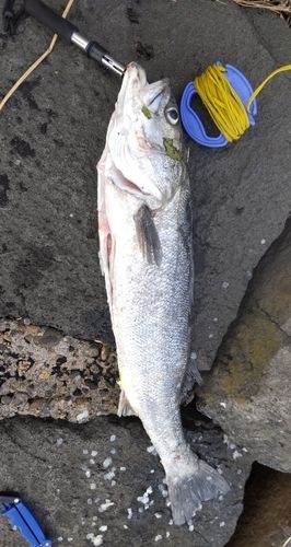 釣果