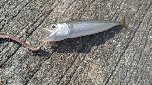 キスの釣果