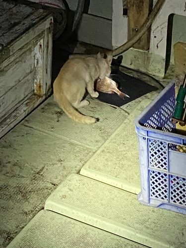 タイの釣果