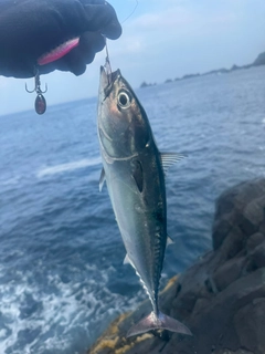 ソウダガツオの釣果